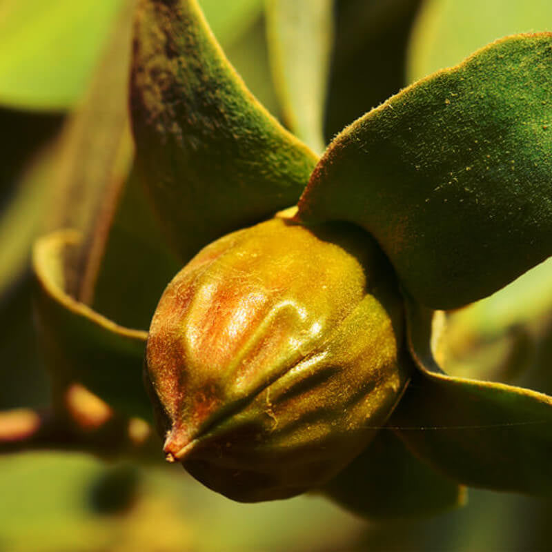 Jojoba Golden Carrier Oil
